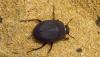 Erodius tibialis